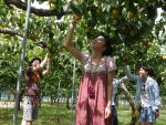 梨の収穫